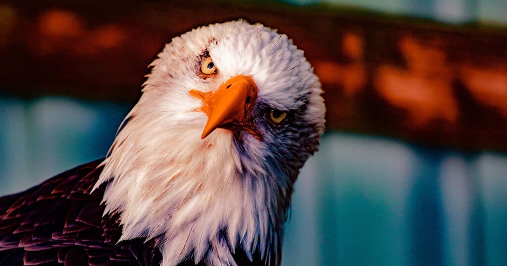 A close-up portrait of a majestic bald eagle with a curious expression, its head tilted slightly to the side.